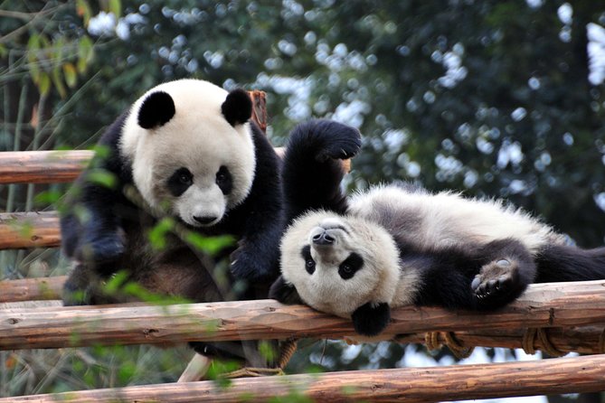Private Day Tour: Chengdu Panda and Leshan Buddha - A long day that’s actually efficient