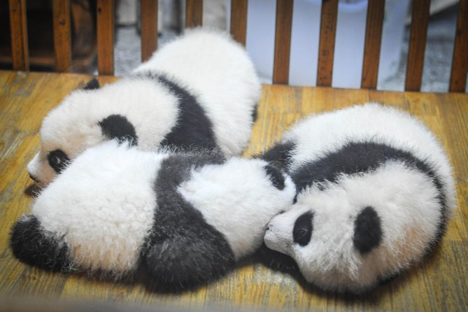 Private Day Tour: Dujiangyan Panda Base and Irrigation Project - Afternoon at the Dujiangyan Irrigation System: history you can still see working