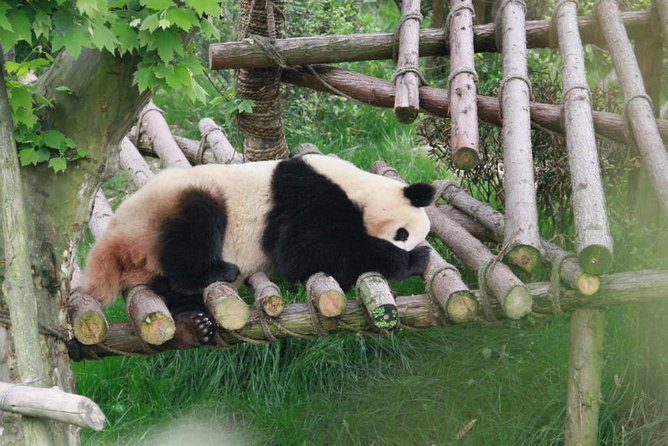 Private Day Tour: Dujiangyan Panda Base Volunteering from Chengdu - The day’s rhythm: Chengdu pickup, panda base morning, and the 8-hour plan
