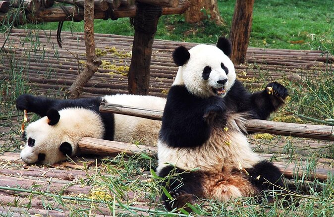 Private Dujiangyan Panda Base Panda Rescue Center Volunteer for a Day - Key takeaways before you go