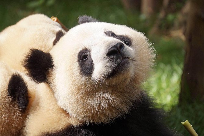 Private Full-Day Tour: Chengdu City Highlights - Start at 7:30, then go straight to Chengdu Panda Breeding Research Base