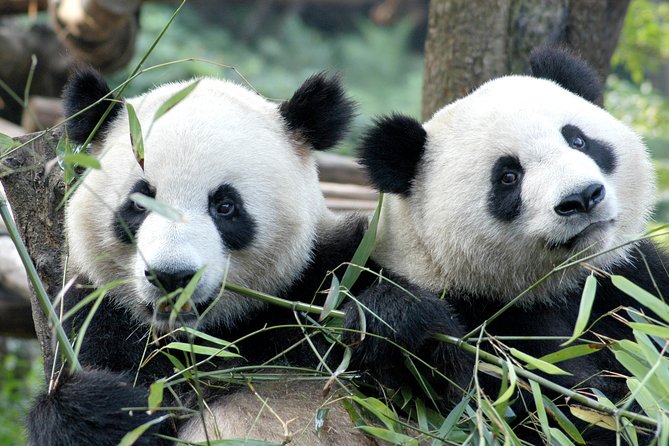 Private Half-Day Chengdu Panda Breeding Center Tour with Optional Volunteer - Key Highlights You’ll Actually Care About