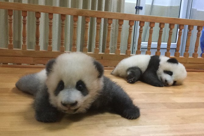 Private Half-Day Chengdu Panda Breeding Center Tour with Optional Volunteer - How the Private Format Changes Your Panda Day