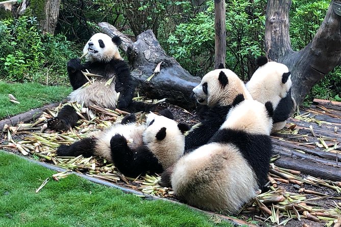 Private Half-Day Chengdu Panda Breeding Center Tour with Optional Volunteer - Baby Garden, Adolescents, and Adult Enclosures: What to Watch For
