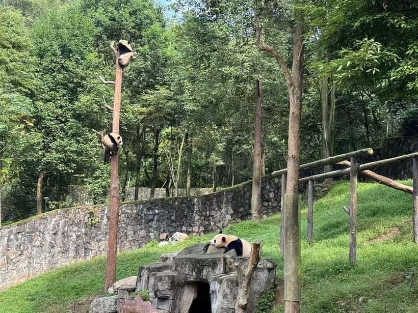 Private Half-Day Tour to Chengdu Panda Base - Dujiangyan Panda Base: the calmer choice when Chengdu feels crowded