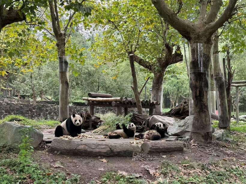 Private Half-Day Tour to Chengdu Panda Base - Red panda volunteer-style feeding: a meaningful add-on (with clear rules)