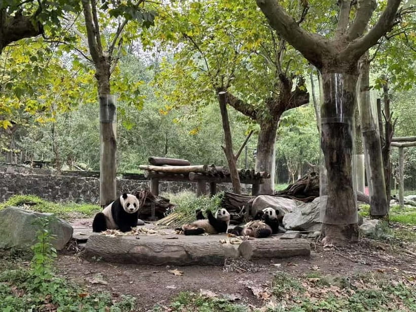 Private Half-Day Tour to Chengdu Panda Base - Guide power: how Sarah and Jason improve your odds of seeing action