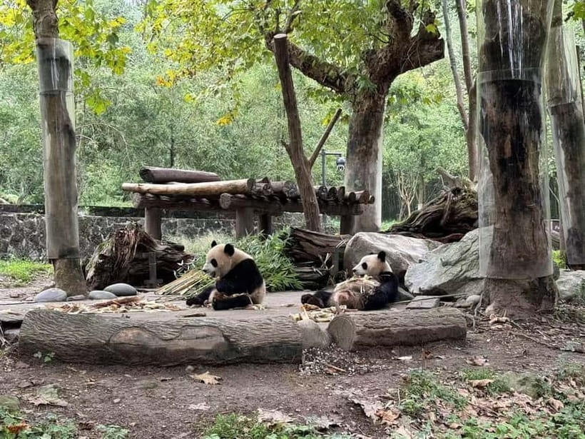 Private Half-Day Tour to Chengdu Panda Base - What to bring, and what to expect on the ground