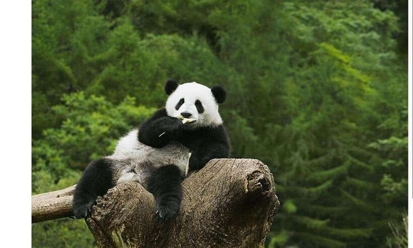 Private Half-Day Tour to Chengdu Panda Base - Private pickup and the golf buggy: less hassle, more panda time