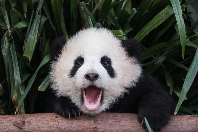 Private Panda Tour with Cooking Class One-day Trip - Key takeaways before you go