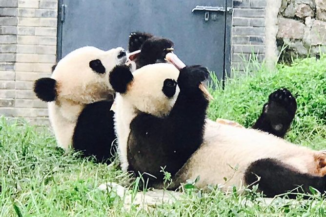 Private Panda Tour with Cooking Class One-day Trip - A one-day Chengdu plan that feels efficient, not rushed