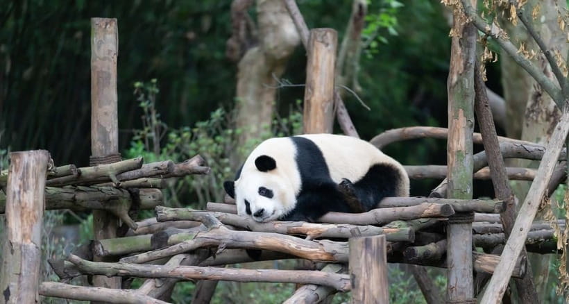 Private Tour: Discovering Pandas & the Majestic Giant Buddha - Getting from pandas to the Buddha across the Chengdu Plain