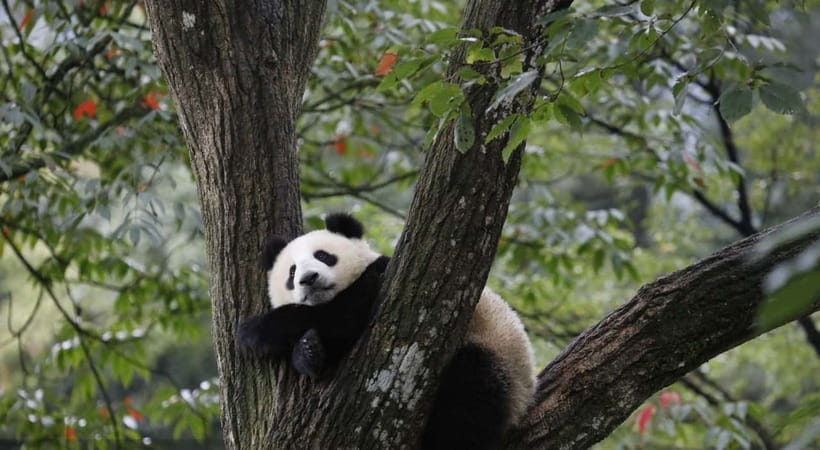 Private Tour: Discovering Pandas & the Majestic Giant Buddha - Should you book this pandas and Leshan day trip?