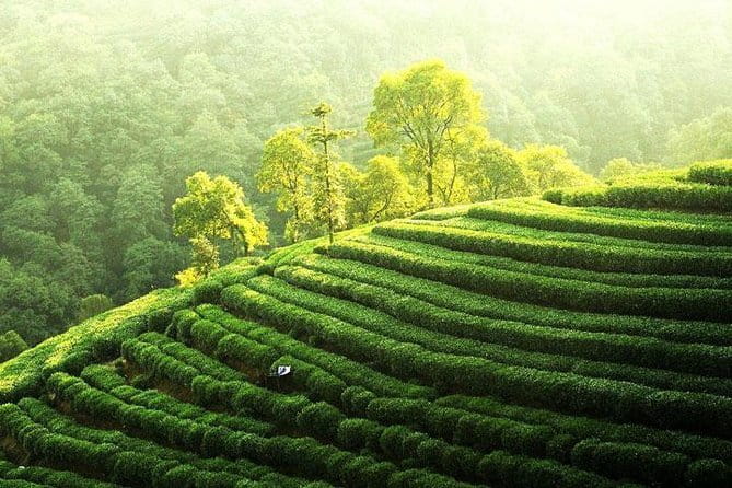 Private Tour Hangzhou West Lake and Tea Fields Discovery - Meijia Dock farmhouse lunch, then into Meijiawu tea country