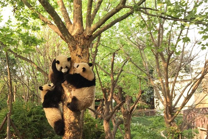 Private Tour of Chengdu Panda Center and Leshan Giant Buddha - Key things you should know before you go