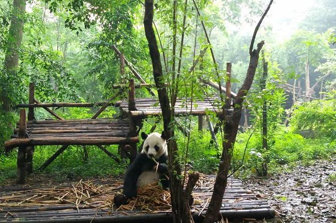 Private Tour of Chengdu Panda Center and Leshan Giant Buddha - Why this Chengdu-to-Leshan private day feels worth the cost