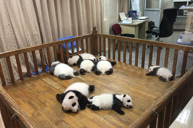 Private Tour of Chengdu Panda Center and Leshan Giant Buddha - The calm 2-hour drive to Leshan, and how to use it