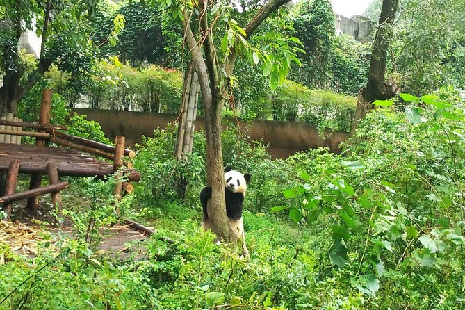 Private Tour of Chengdu Panda Center and Leshan Giant Buddha - Leshan Giant Buddha (Da Fo): river views, boat option, and park time