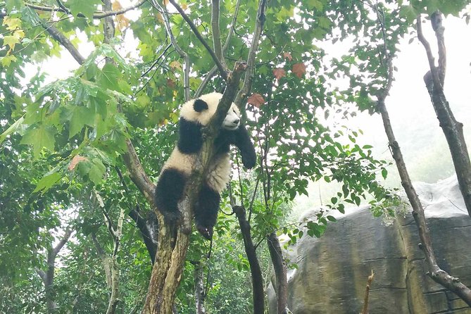 Private Tour of Chengdu Panda Center and Leshan Giant Buddha - Lunch in Leshan: included, local, and timed for real sightseeing