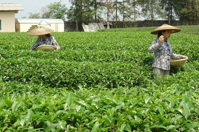 Private Tour: Yao Mountain and Tea Plantation from Guilin - Getting a Real Tea Plantation Context, Not Just a Quick Stop