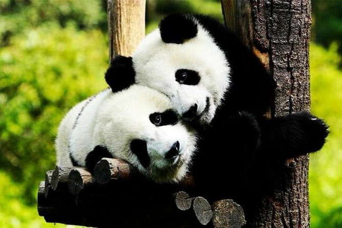 Private Zhujiajiao Water Town Tour with Shanghai Zoo and Panda - Private Pickup, One Car, Two Top Stops