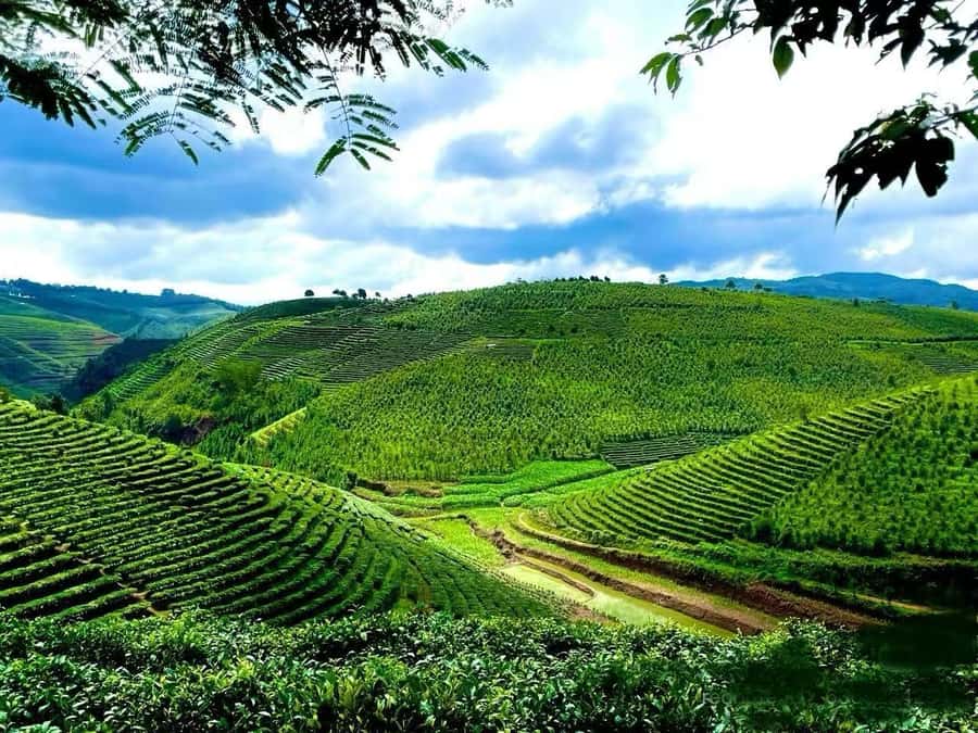 Puer Tea Picking and Tasting | 6 Hour Morning Trip - Key things I’d put on your shortlist