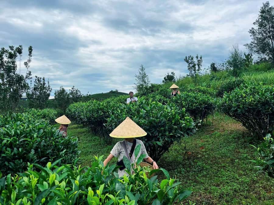 Puer Tea Picking and Tasting | 6 Hour Morning Trip - Hands-on tea picking: the part you’ll remember