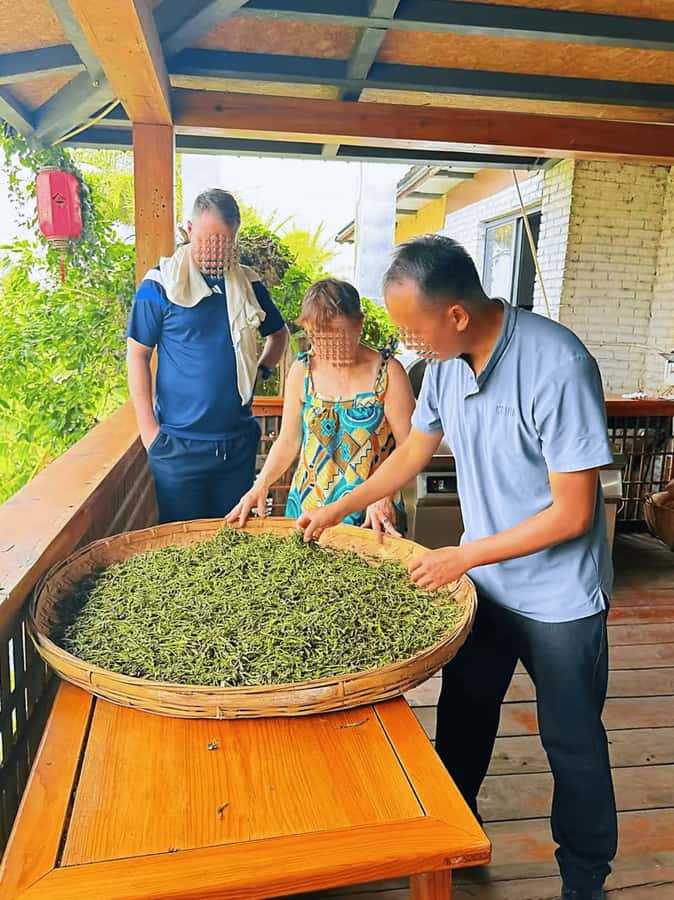 Puer Tea Picking and Tasting | 6 Hour Morning Trip - Your take-home souvenir: 300 grams of tea you processed