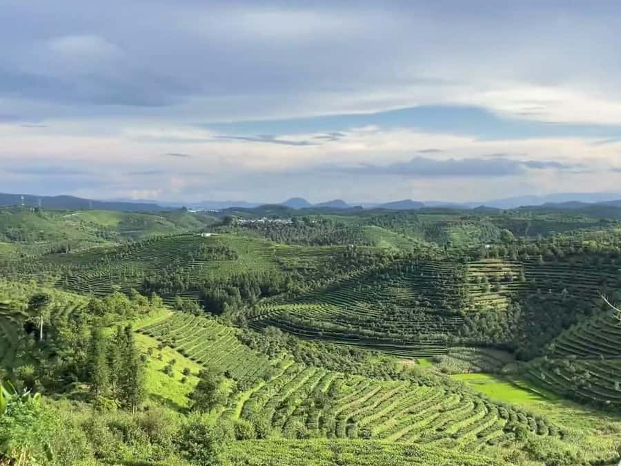 Puer Tea Picking and Tasting | 6 Hour Morning Trip - The Pu’er tea plantation walk: what you’re really learning