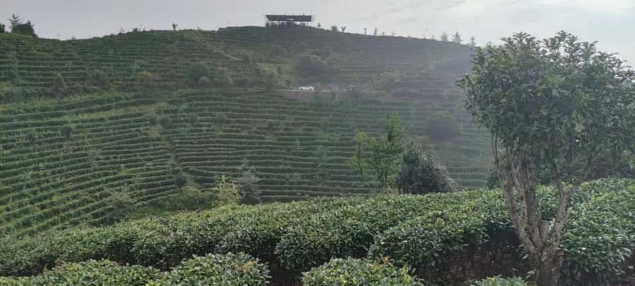 Qixianfeng Tea Plantation Tour in Yangshuo - Meeting the Tea Master and Touring the Plantation