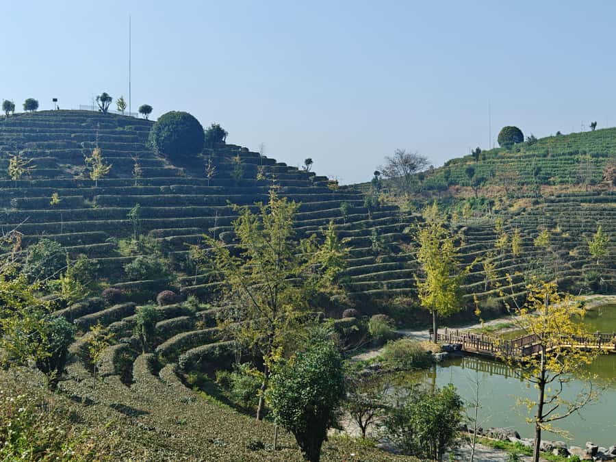 Qixianfeng Tea Plantation Tour in Yangshuo - Tea Tasting: Learning by Black, White, and Green Cups