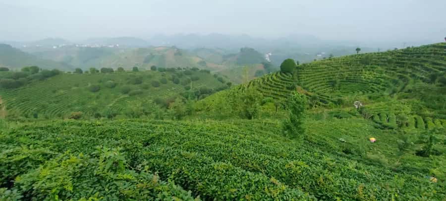 Qixianfeng Tea Plantation Tour in Yangshuo - Hotel Pickup and the 30-minute Ride to the Seven-Hill Plantation
