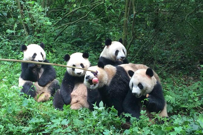 Sanxingdui Museum+Chengdu Panda Base or Jinsha Site Tour - Jinsha Site Museum option: ancient Sichuan, half-buried relics, and a story that follows Sanxingdui