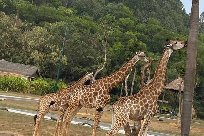 See Panda Guangzhou Chimelong Safari Park and Circus Private Tour - Key Points You Will Care About