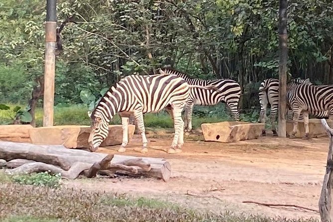 See Panda Guangzhou Chimelong Safari Park and Circus Private Tour - International Circus Evening: Smart Drop-Off, No Need to Worry