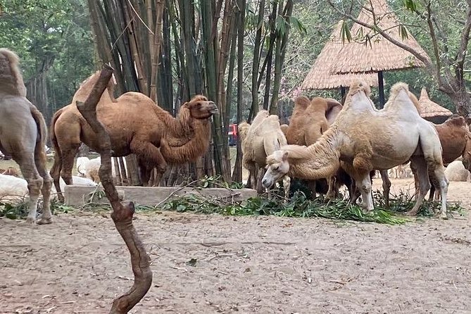 See Panda Guangzhou Chimelong Safari Park and Circus Private Tour - Who This Tour Suits Best in Guangzhou