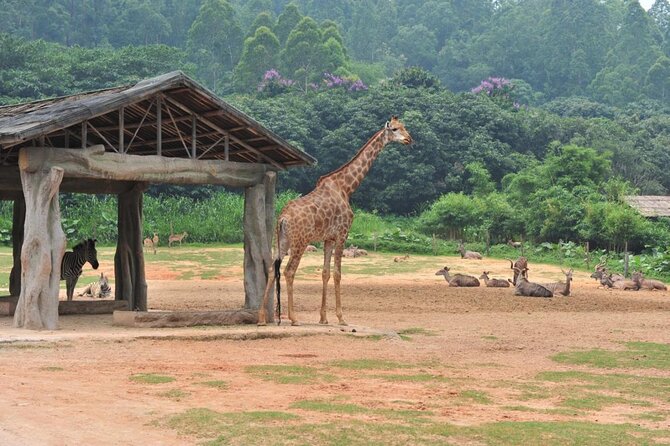 See Panda Guangzhou Chimelong Safari Park and Circus Private Tour - Chimelong Safari Park: Pandas, Rhinos, and White Tigers With Less Friction