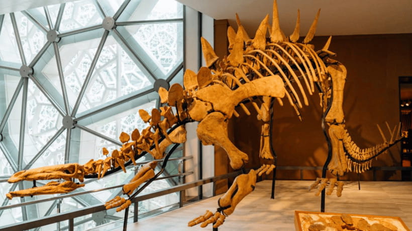 Shanghai: Natural History Museum Admission entry ticket - Who this admission ticket is best for