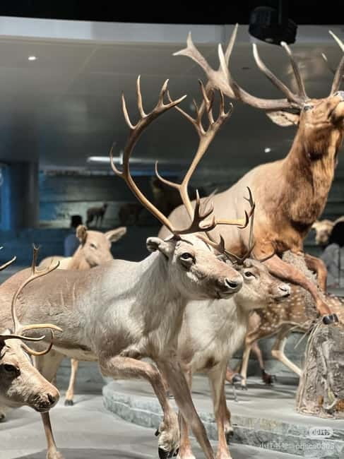 Shanghai: Natural Museum tickets with guide(optional) - Key points to know before you go