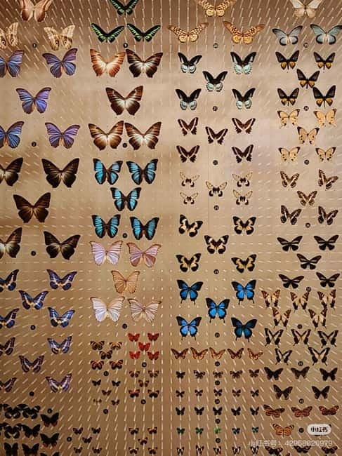 Shanghai: Natural Museum tickets with guide(optional) - Your ticket covers entry, plus the info fee