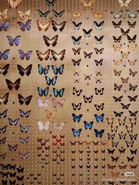 Shanghai: Natural Museum tickets with guide(optional) - Entering the exhibits: 10 themed areas as your route