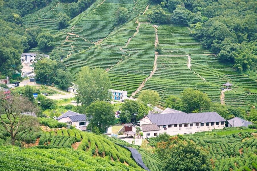 Shanghai: Private Guided Tour to Hangzhou by Bullet Train - West Lake UNESCO: Walking Promenades and a 45-Minute Boat Ride