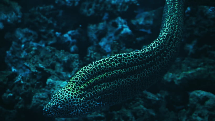 Shanghai: The Marine Wonders at Shanghai Ocean Aquarium - Key points at a glance
