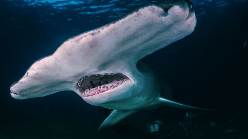 Shanghai: The Marine Wonders at Shanghai Ocean Aquarium - Interactive exhibits and live shows that actually teach
