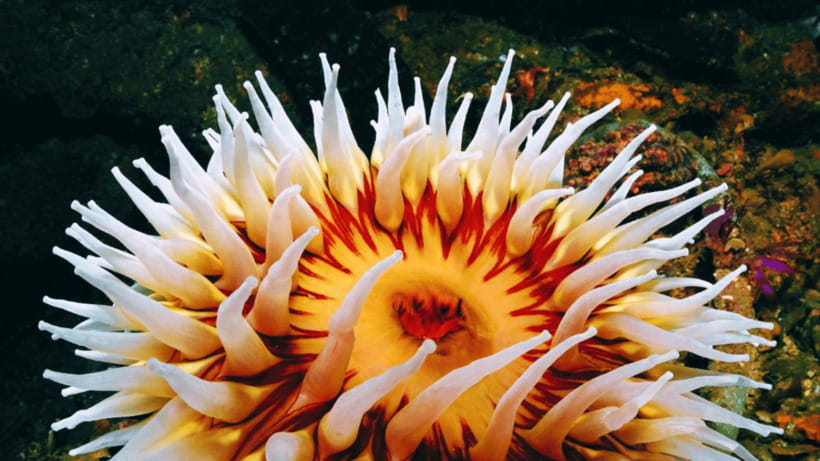 Shanghai: The Marine Wonders at Shanghai Ocean Aquarium - Skipping the ticket line, but plan around timing