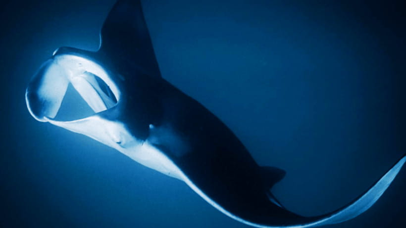 Shanghai: The Marine Wonders at Shanghai Ocean Aquarium - What to bring, and what to leave at home