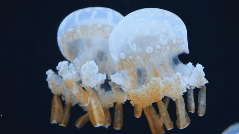Shanghai: The Marine Wonders at Shanghai Ocean Aquarium - Who this experience fits best