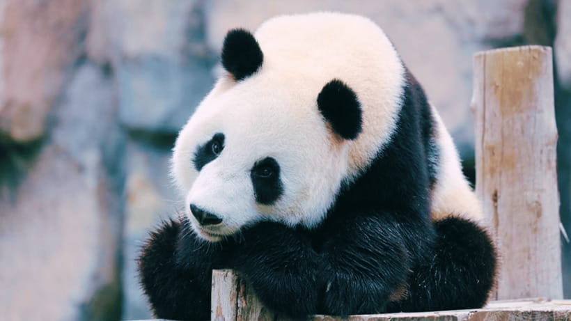Shanghai: Wild Animal Park Ticket - Key things to know before you go
