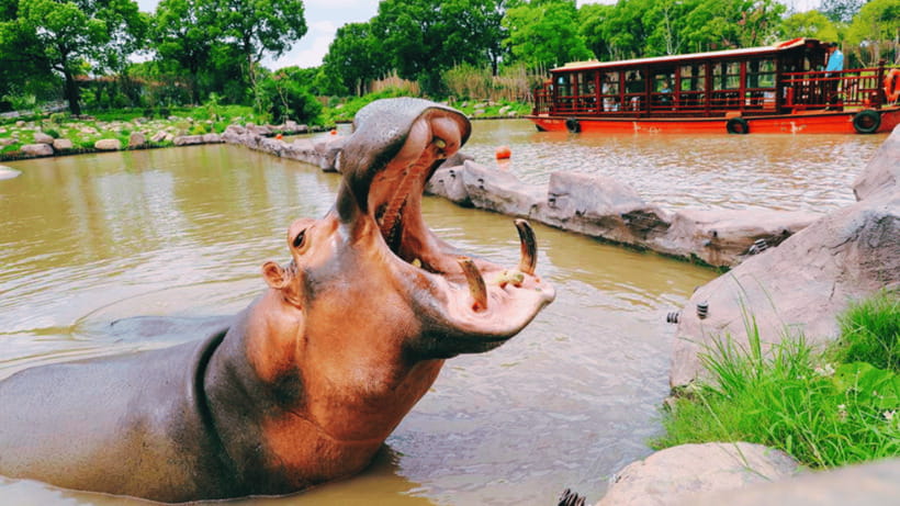 Shanghai: Wild Animal Park Ticket - Shanghai Wild Animal Park in one day: what you’re really buying