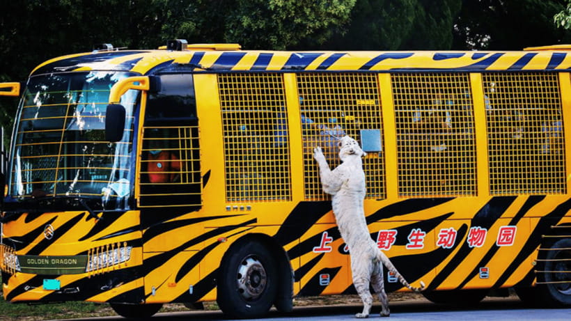 Shanghai: Wild Animal Park Ticket - The self-drive safari zone: how the viewing actually works